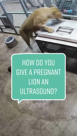 Zari, an African lion, is expecting cubs very soon! Zari voluntarily participates in her prenatal care includes weekly ultrasounds with Lincoln Park Zoo veterinarian Dr. Kathryn Gamble, DVM, MS, Dipl ACZM, Dip EZCM (ZHM).  #BabyAnimals #ZooTok #AnimalTok #lions #pregnant #ultrasound #wildlife #conservation #zoo #lioncub #Chicago #NotAPet