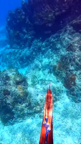 (78) - Survival series with Survival Beast#seafood #octopus #spearfishing #survival #tiktokfish #catchandcook #fyp