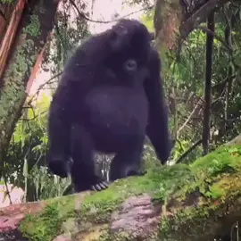 monkey fall down the tree #meme #memes #weirdmemes #weird #funnymemes #funnyvideosclips #funnyvideo #funnyvideos #funnyshit #funnyreels #funnymemes 