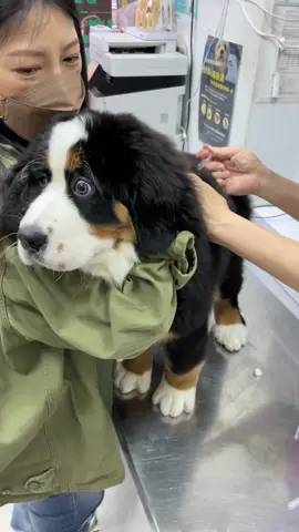 I’m a brave girl  I’m just not cry Daddy do somethinggggg 😭 #bernesemountaindog #bernesepuppy  #cutedog #伯恩山犬 #幼犬 #毛孩日常 
