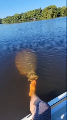 I'm just bringing this one over here because I think I'm funny....🤷‍♀️😂 #funny #gulf#naples#florida#river#gulfcoast#Outdoors#nature#naples#wildlife#floridaexplored#roamflorida#thesunshinestate#Fitness#getoutside#travel#explore#adventure#floridalife#paddleboarder#billieeilish #gator#reptile#manatee#seacow#onlyinflorida