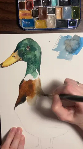 What to do to paint better? Practice! Everyday 😌 #watercolor #timelapsepainting #timelapsewatercolor #timelapse #timelapseart #speedpainting #duckwatercolor #animalswatercolor 