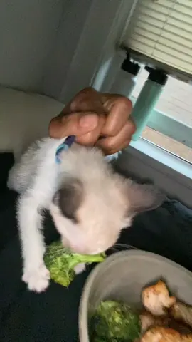 No she's not feral, just a little gremlin. I have never seen food aggression like this 😵‍💫 #catsoftiktok #mj #getthoseveggies🥦 