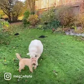 My dog got head-butted by a sheep and all I could do was shout Oi! 🤣🤣 #terrier #dogsoftiktok #fail #attack #sheep #wheninwales #OI #funnyanimals #funnypets #headbut 