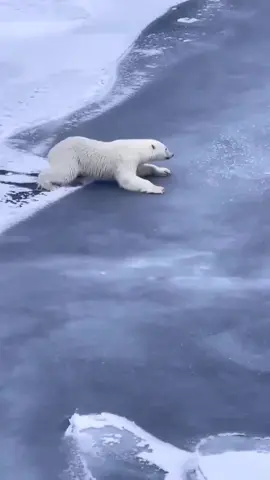 Polar bears need our help. Climate change is threatening the sea ice polar bears need to survive. Learn how to help at link in our bio. 🎥: unknown