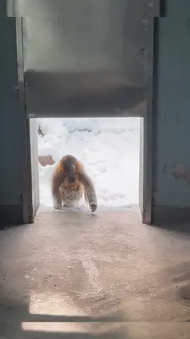 #monkey #tiktok #hot 