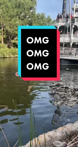 THEY MADE IT OUT SAFE 🦆#marktwain #ducks #disneyducks #disneyland #riversofamerica #swim 