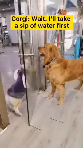 barking takes work stay hydrated drink water take breaks#funny#foryou#foryourpage#dogsoftiktok #dogs#corgi#goldenretriever#bark#viral#trending#water#a
