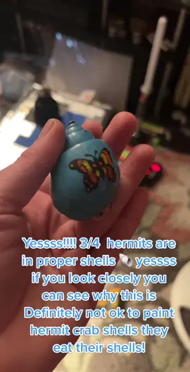 Yesssssss!! We are so happy to announce our biggest hermie finally left behind her toxic shell & onto a new proper one! I cried! @gtarrgirl 