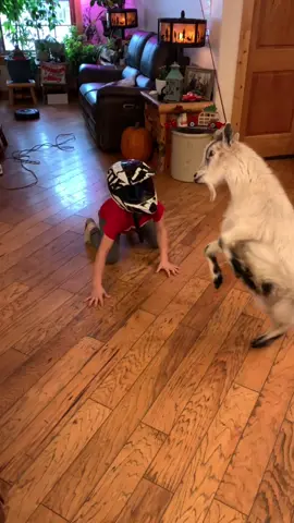 Billy Goat VS Small Child #montana #farming #crazykids #funny 