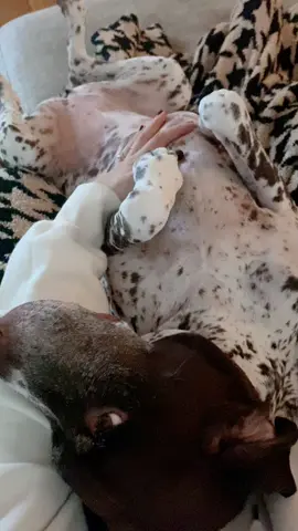 German Shorthair Pointers are the neediest & you can’t tell me otherwise  #germanshorthairedpointer #gspsoftiktok #gsp #germanshorthairedpointeroftiktok #dogsoftiktok 