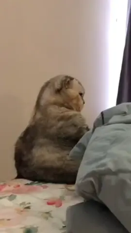Cái điệu bộ của người yêu tôi lúc giận cũng vậy 🤣🤣#catsoftiktok #funnymemes #xuhuong #funnycat 
