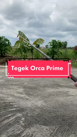 Tegek Orca Prime  #fyp #fypシ #promo #pancing #pancing #pancingan #alatpancing #alatpancinglengkap #alatpancingmurah #alatpancingbekasberkwalitas #alatpancingsolo #alatpancingcod #pancingikan #pancingmurah #pancingikanchallenge #pancinganikanmurah #promo #promo22 #murah #murahbanget #murahmeriah #murahrezeki #pancing #grosirpancing #pancingan #alatpancing #alatpancinglengkap #alatpancingmurah #alatpancingbekasberkwalitas  #timahmancing  #timahpancing