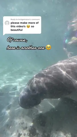 Replying to @bridgetnasra I hope you enjoy 🥹 #manatee #floridasprings #fyp #fypシ #manatees #latina #parati #freediving 