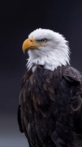 Bald eagle portrait 🦅  #baldeagle #alaska #eagle #portrait #wildlifephotography 