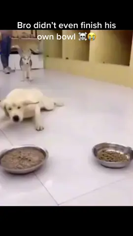 Bro need to chill ☠️☠️ #dog #funny #crazy #food 