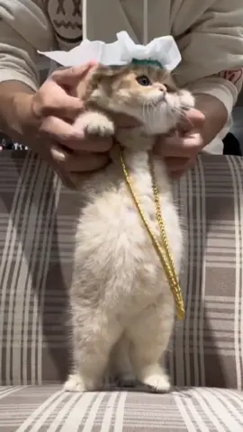 dancing cat #cat #kitten #baby #babycat #cute #cutecat #pet