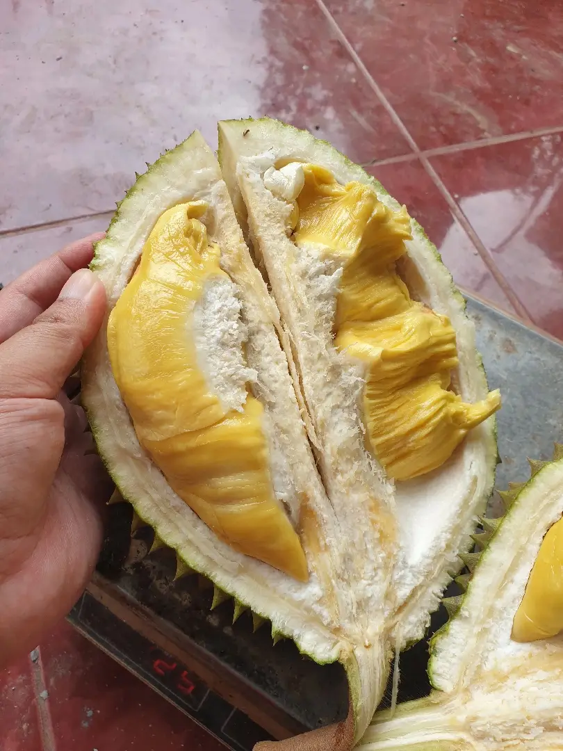 belah duren hasil kebun sendiri #durian #musangking #durianmusangking #hasilkebun 