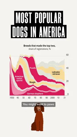 Which is America’s top dog? #dog #dogsoftiktok #LearnOnTikTok #dogtok #pet 