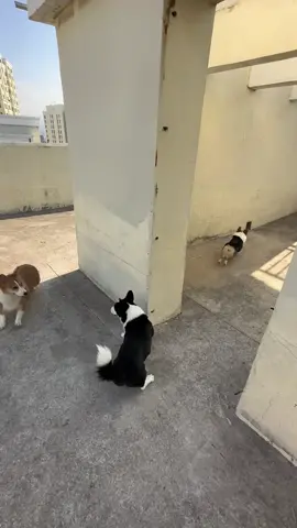 Đố anh bắt được em , không bắt được làm chó 🤣 #dogsoftiktok #thucung 