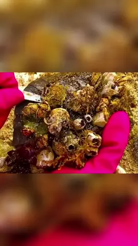 Clean the barnacle on the turtle.             #decompression #fyp #tiktok #realx #foryou 
