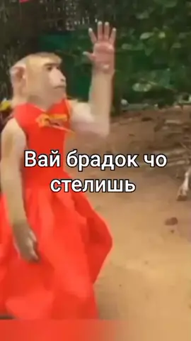 тгк с гиф: семья кумиса #вай #брад #вайбрадчостелишь #чостелишь #вайбрад #лизгинка #монки #пон #обезьяна 