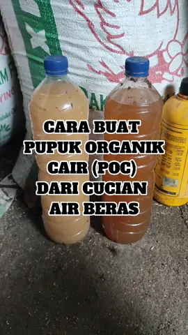 cara buat pupuk organik cair dari cucian air beras #cara #pupuk #organik #cair #airberas