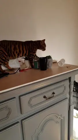 toyger kitten, 6 mouth #cute #meow #catlover #catsoftiktok #gato #chat #cat #kitten #chaton #toyger #toygercat 