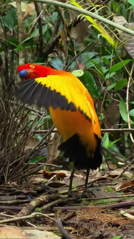 male flame bowerbird dancing in courtship display