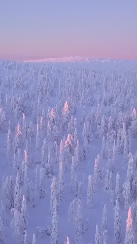 Winter wonderland ✨ Riisitunturi National Park, Finland 📍#winter #lapland #drone #traveltok #suomitiktok #snow #beautifuldestinations #lappi #finland