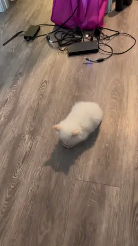 I found the most perfect cat loaf 🥰