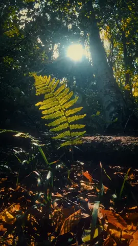 it's alive... #nature #natureaesthetic #naturevibes #naturetiktok #sunset #forest #folk #natureza #naturelover #Outdoors 