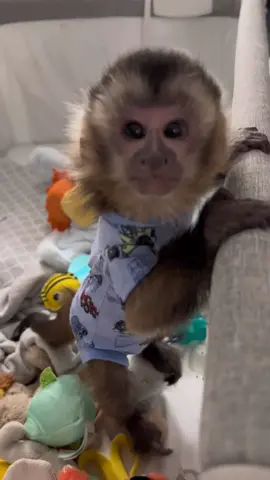 Look at him! #everetthenry #babymonkey #adorable #capuchin #monkey #monkeysoftiktok 