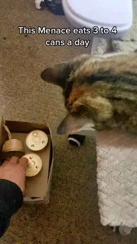 Anybody else having this problem rehab here we come 😢 #catsoftiktok #cats #targetpets #Fancyfeast #PetsOfTikTok #Pets #catlovers #Kitty #Target #catproblems #KittyCat #Catlife #dadcat #furryfriends #furryfriends #catpaws  