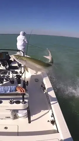 Close call! 👑🤯 It makes you think, how many moments like this haven’t been captured on film?  🎥: @thornebros W// @flyanglermn  #fish #fishing #Outdoors #bost #boating #wild 