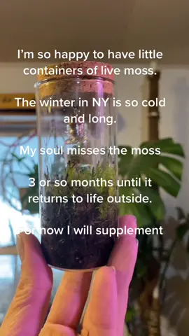 #plantlady #moss #mosslady #witch #forestwitch #terrarium #houseplant #growmoss #happylady #ny #winter 