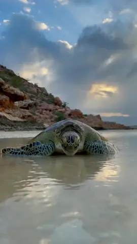 #سقطرى#شاطئ طيطوح  المصنف اجمل ثالث شاطئ في العالم   هل جربت أن تأكل لحم السلحفاة ؟