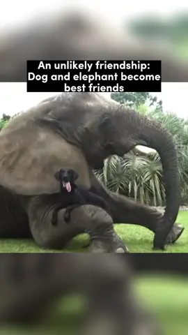 The bestest of friends 😭 and the cutest #dogsoftiktok #elephants #animalfriendships #natureislit #fyp 