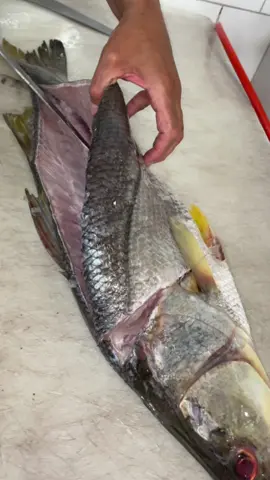 Robalo 🐟🔪 #robalo #fish #fishmarket #fishman #peixefresco #food #frutosdomar #fishing #fyp #fy #foryou #foryourpage #explore #gastronomia #qualidade 