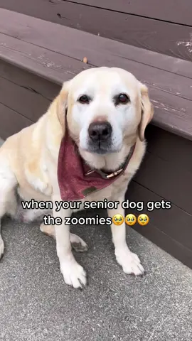 the happiest girl🥹❤️ #dog #dogs #dogsoftiktok #seniordog #yellowlab #fyp #foryoupage 