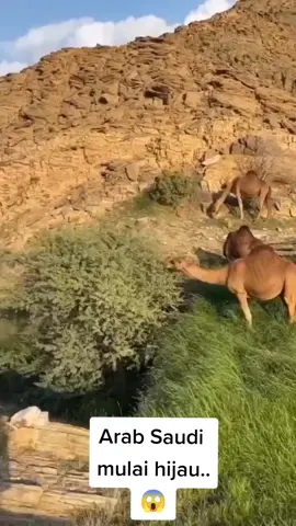 gurun pasir mulai ditumbuhi banyak rumput, tanda-tanda...? #fyp #fypシ #fypdongggggggg #xyzbca  #viralvideo #arabhijau 