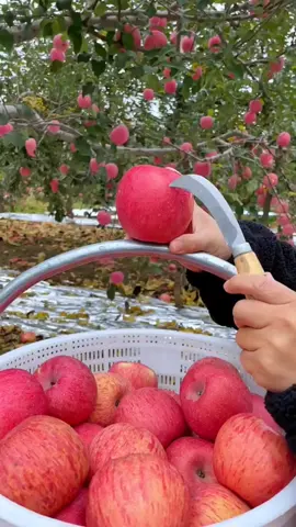 Fuji Apple #fruit #freshfruit #sweetfruit #yummyfruits #apple 