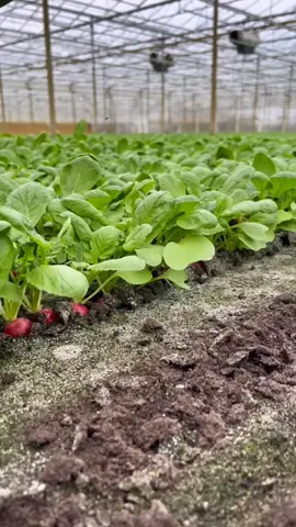 #agriculture #farmtok #farmtok #farm #greenhouse #foryoupage #foryou #fypシ #fyp 