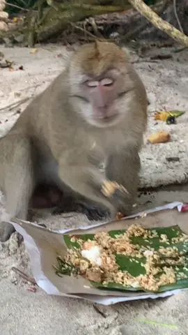 🐒:Papasi makan nasi padang 🤣#fyp #fypシ #fypdongggggggg #fyppppppppppppppppppppppp #viral #healing #happynewyear #2023 #tiktokpelitfyp #chuaks #capcut #berandapangandaran #pangandaran #upinipin #raju #mongkeybeach🐒  