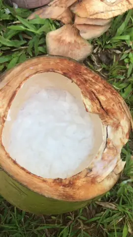 Tutorial makan kelapa muda di tengah-tengah kebun kelapa 🤤 segernya tiada tara. #deganijo #deganijoasli #kelapamuda 