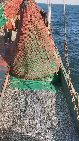 Working #fishing #fishtok #fishinglife #fyp #foryou 