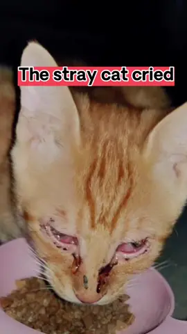 Stray cat cried,IT should be to miss her mother😭😭😭#cat #poorcat #catsoftiktok #straycat 