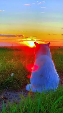 Not far away, the cat was sitting and watching the sunset. I walked over silently, sat next to it, and watched the sunset with it.#cat#sunset 