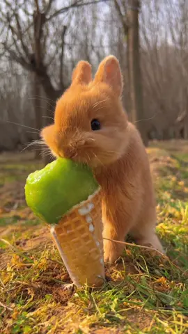 Little rabbit's fruit ice cream 🍦#pet #fyp #rabbiteating #rabbit