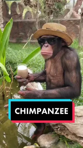 Chimpanzee 🐵 #chimpanzee #chimp #chimpanzeesanctuary #chimpanzees #primate 